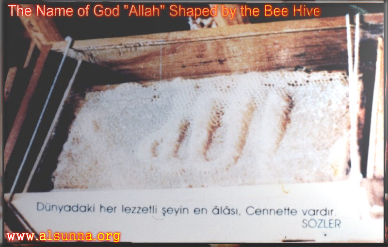 Name of Almighty Allah made by Bee Hive