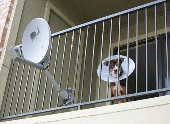 dog-vs-antenna