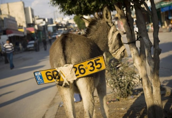 donkey-with-a-licence-plate