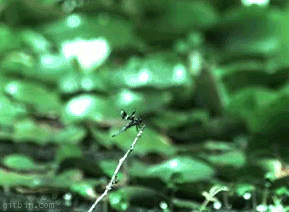 frog-vs-dragonfly