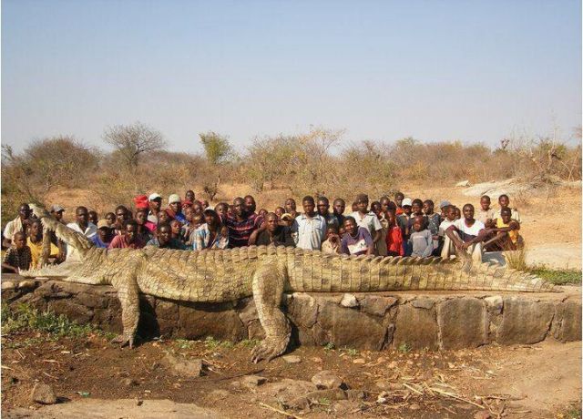 Giant Alligator with Kids - تمساح ضخم