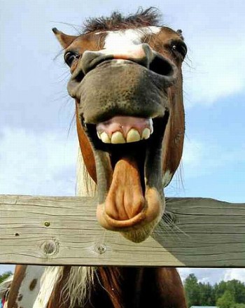 Horse Laugh funny-animals