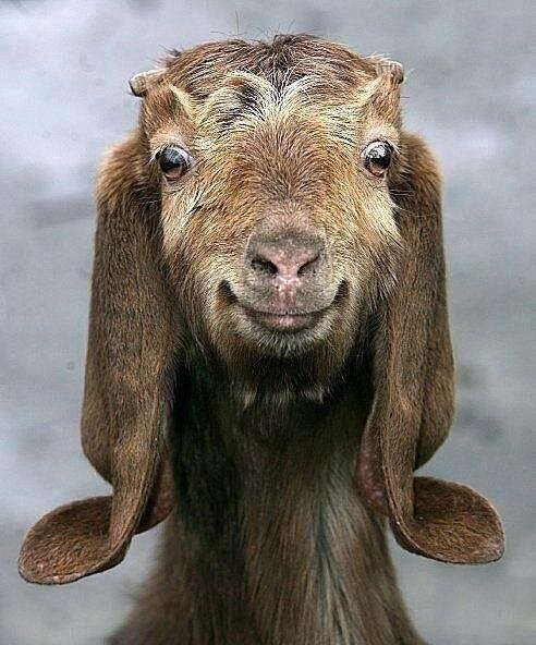 Smiling Goat? - Click "eCard" button below to send
