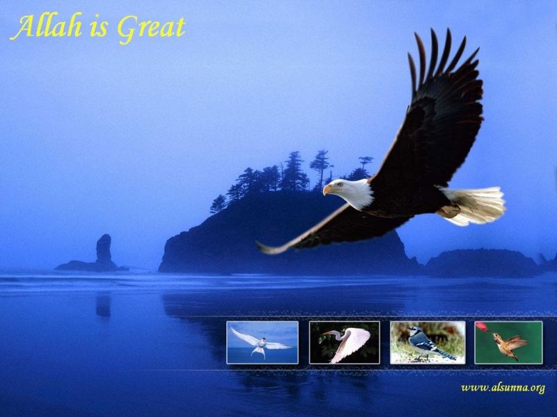 Allah is Great - Nature