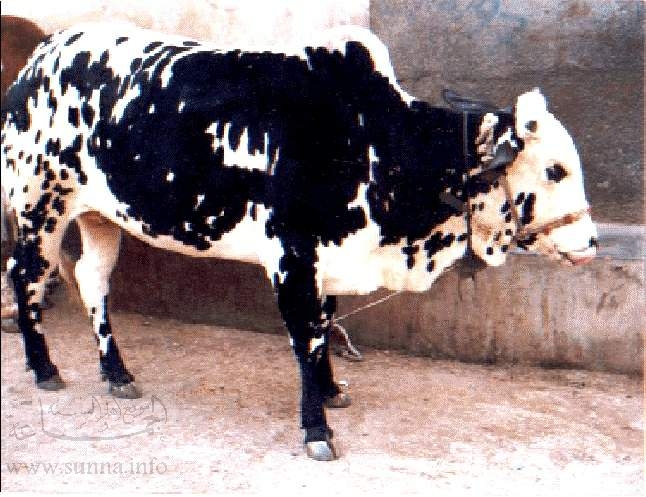 Name of Allah on a Cow - alsunna.org