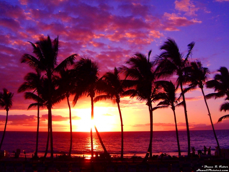 Palm Trees - Hawaii :)