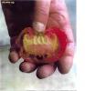 Name of Allah in Tomato
