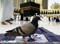 Kaaba-Photos-A-pigeon-sitting-in-Mataf-area-in-Masjid-al-Haram-Mecca-Makkah-Pictures