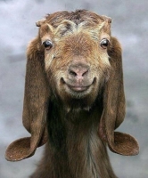 Smiling Goat? - Click "eCard" button below to send