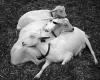 Animals - Sleeping Goats