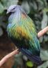 Colorful Birds (10)