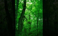 Natural Green - Tree شجر