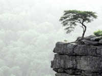 Nature - Tree Breaks through Rocks شجر تنبت على صخر