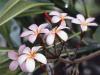 vista-wallpaper-hibiscus-flowers
