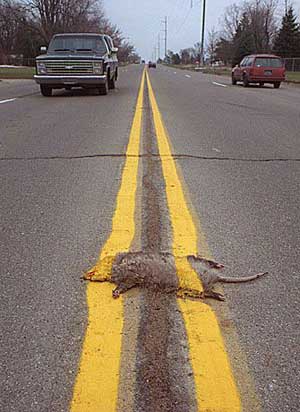Funny Road Kill - IslamicGreetings :: Click a picture, click eCards or  Download to Share! شارك صور دعوية